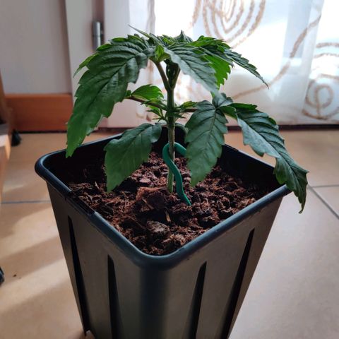 Pineapple kush  growlog timeline photo