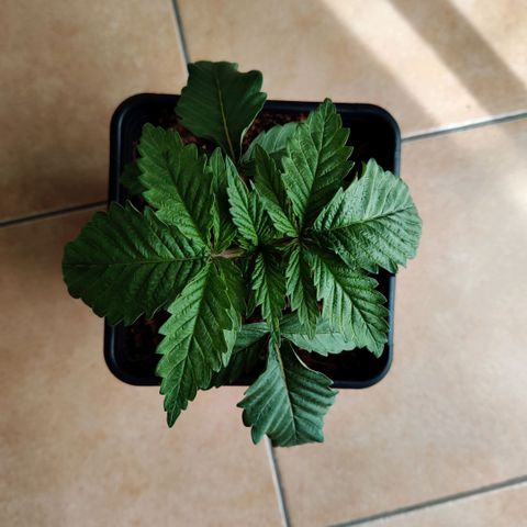 Pineapple kush  growlog timeline photo