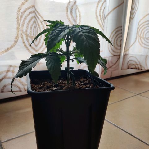Pineapple kush  growlog timeline photo