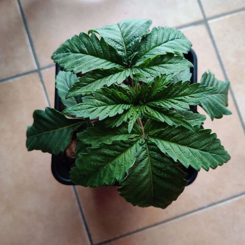 Pineapple kush  growlog timeline photo
