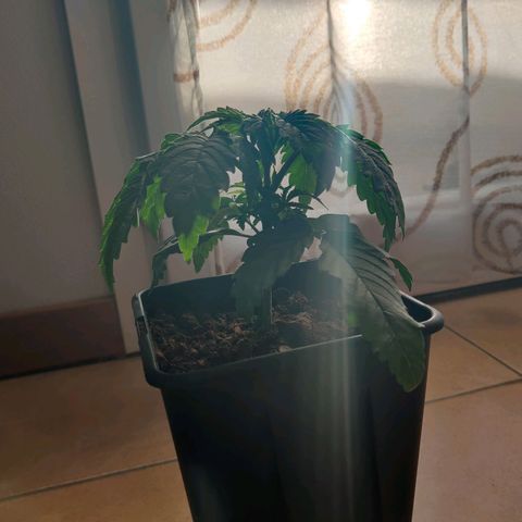 Pineapple kush  growlog timeline photo