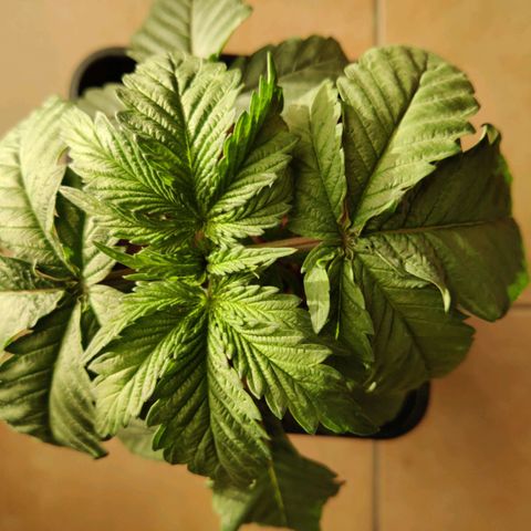 Pineapple kush  growlog timeline photo