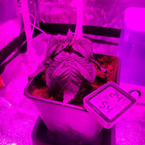Pineapple kush  growlog timeline photo