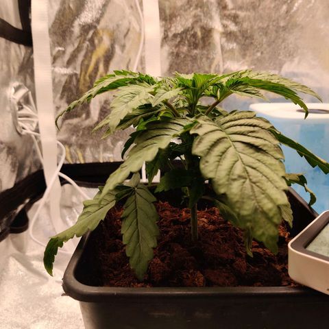 Pineapple kush  growlog timeline photo
