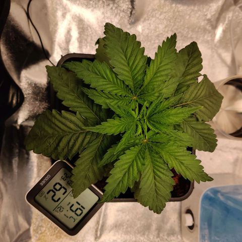 Pineapple kush  growlog timeline photo