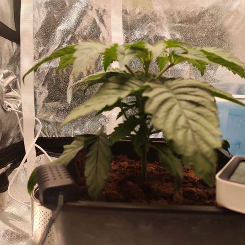 Pineapple kush  growlog timeline photo