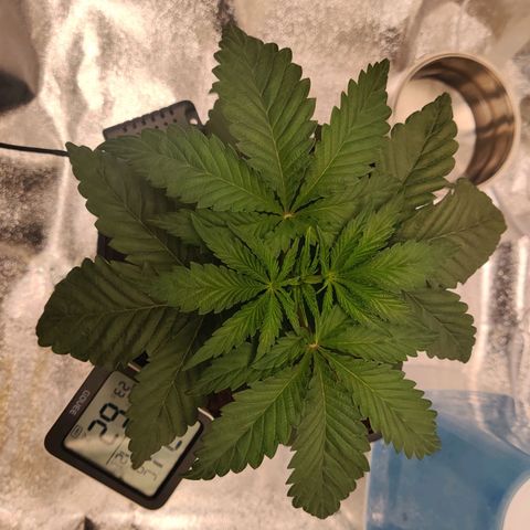 Pineapple kush  growlog timeline photo