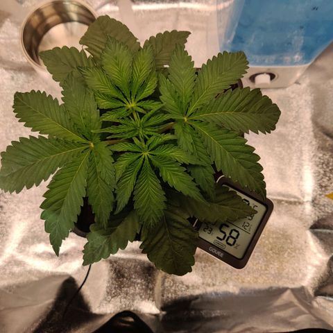 Pineapple kush  growlog timeline photo