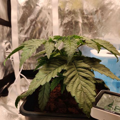 Pineapple kush  growlog timeline photo