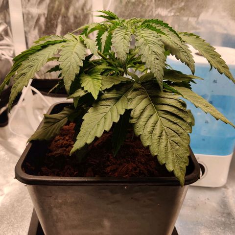 Pineapple kush  growlog timeline photo