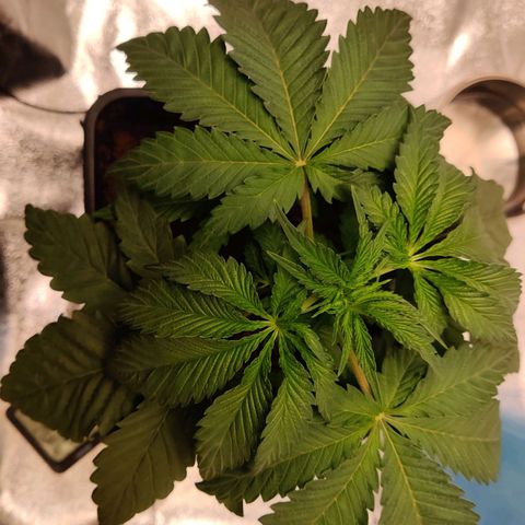 Pineapple kush  growlog timeline photo