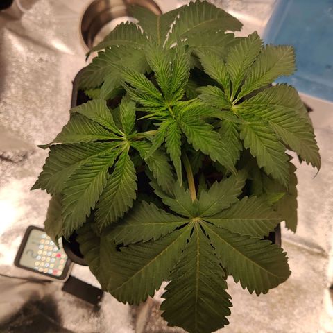 Pineapple kush  growlog timeline photo