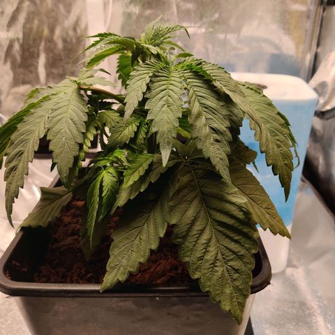 Pineapple kush  growlog timeline photo