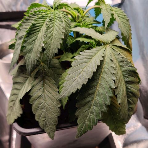 Pineapple kush  growlog timeline photo