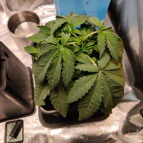 Pineapple kush  growlog timeline photo