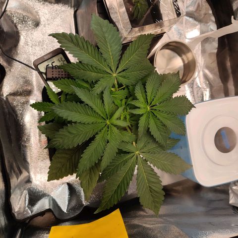 Pineapple kush  growlog timeline photo