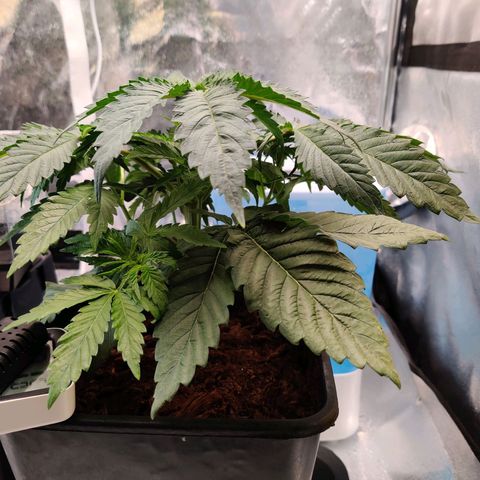 Pineapple kush  growlog timeline photo