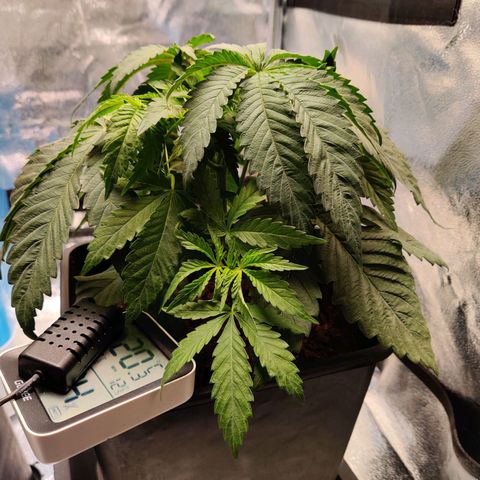 Pineapple kush  growlog timeline photo