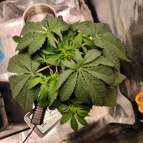 Pineapple kush  growlog timeline photo