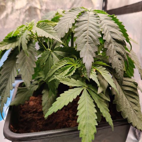 Pineapple kush  growlog timeline photo