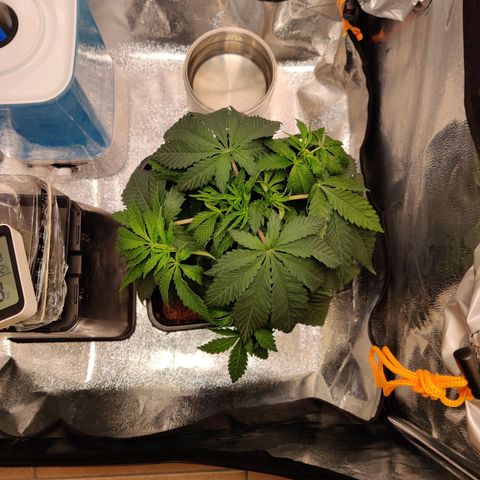 Pineapple kush  growlog timeline photo