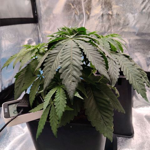 Pineapple kush  growlog timeline photo