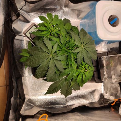 Pineapple kush  growlog timeline photo