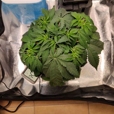 Pineapple kush  growlog timeline photo