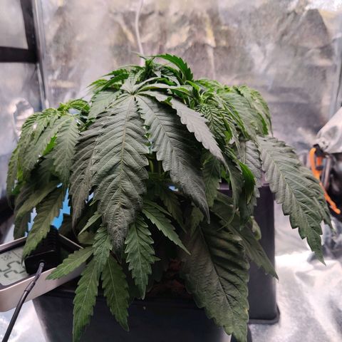 Pineapple kush  growlog timeline photo