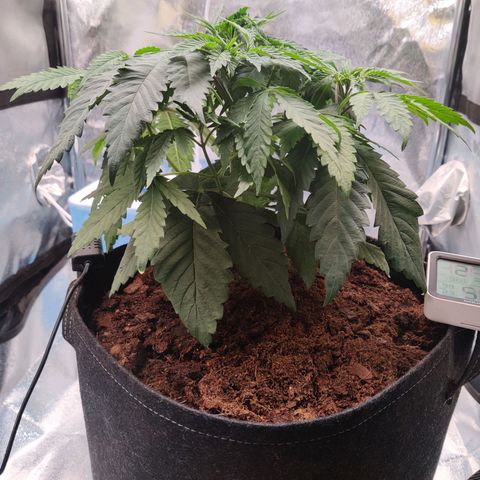 Pineapple kush  growlog timeline photo