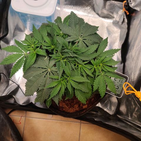 Pineapple kush  growlog timeline photo