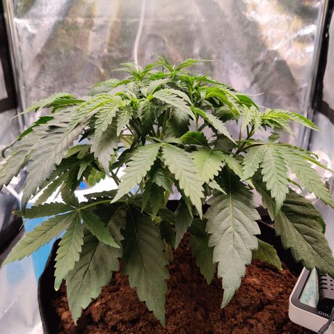 Pineapple kush  growlog timeline photo