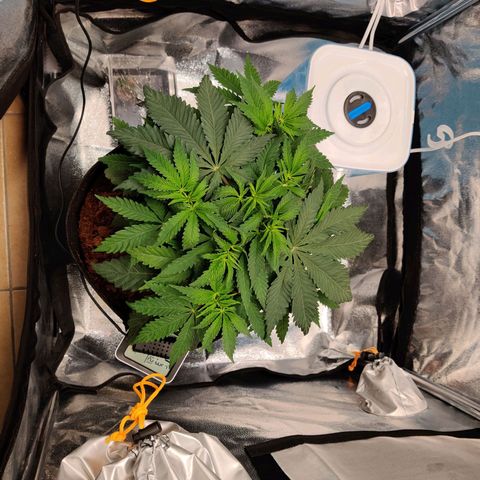 Pineapple kush  growlog timeline photo