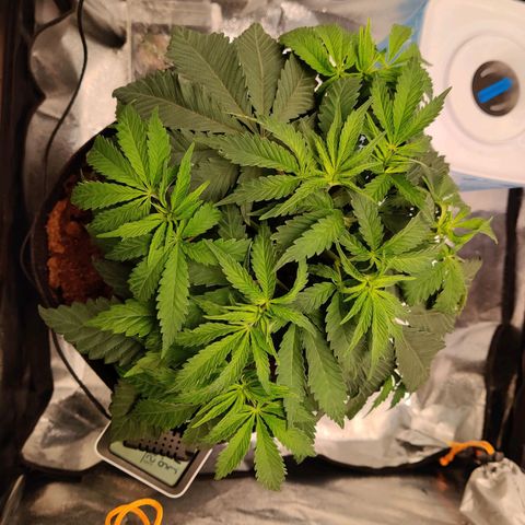 Pineapple kush  growlog timeline photo