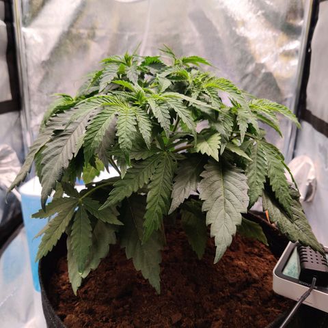 Pineapple kush  growlog timeline photo
