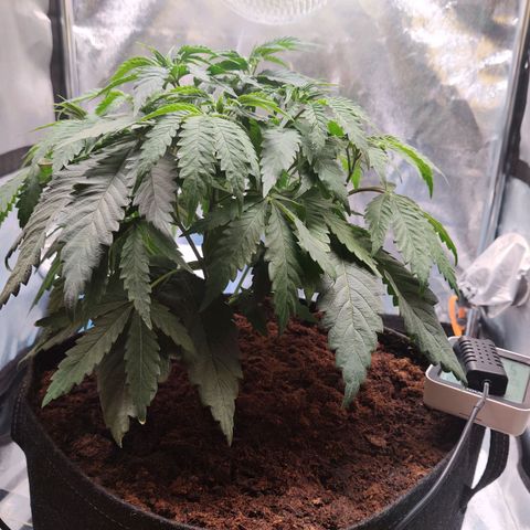 Pineapple kush  growlog timeline photo