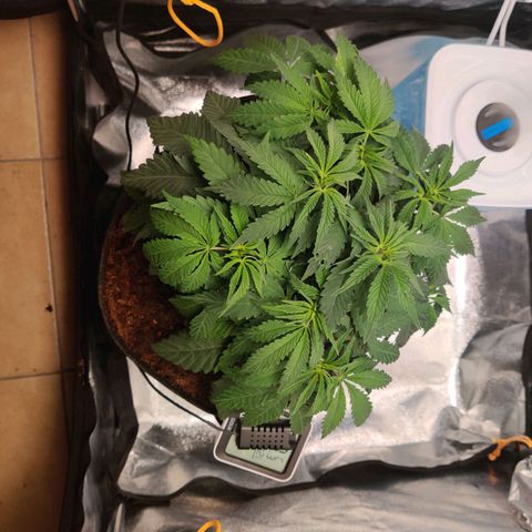 Pineapple kush  growlog timeline photo