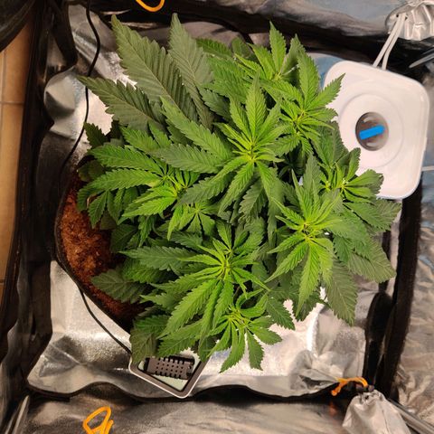 Pineapple kush  growlog timeline photo