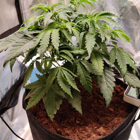 Pineapple kush  growlog timeline photo