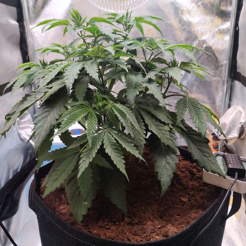 Pineapple kush  growlog timeline photo