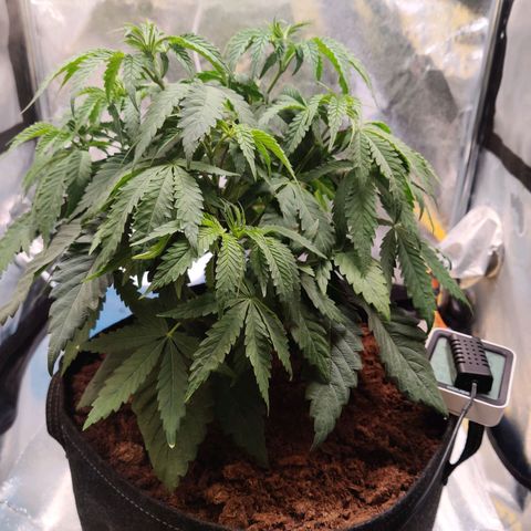 Pineapple kush  growlog timeline photo