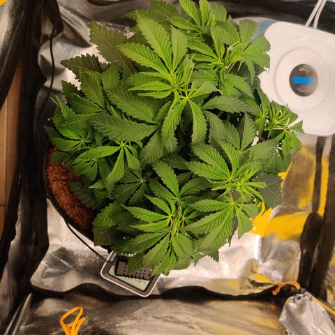 Pineapple kush  growlog timeline photo
