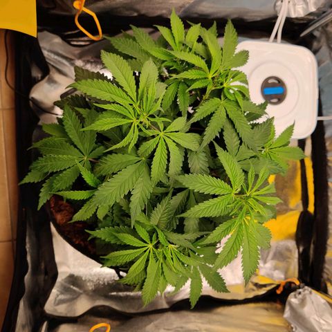 Pineapple kush  growlog timeline photo