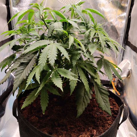 Pineapple kush  growlog timeline photo
