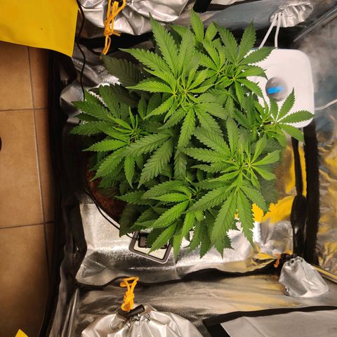 Pineapple kush  growlog timeline photo