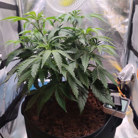 Pineapple kush  growlog timeline photo