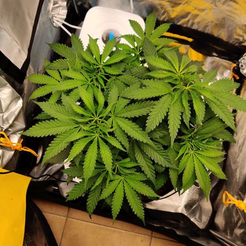 Pineapple kush  growlog timeline photo