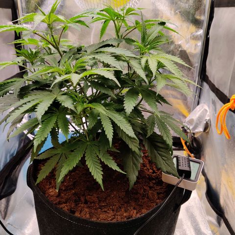 Pineapple kush  growlog timeline photo