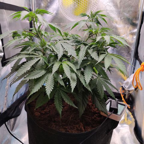 Pineapple kush  growlog timeline photo