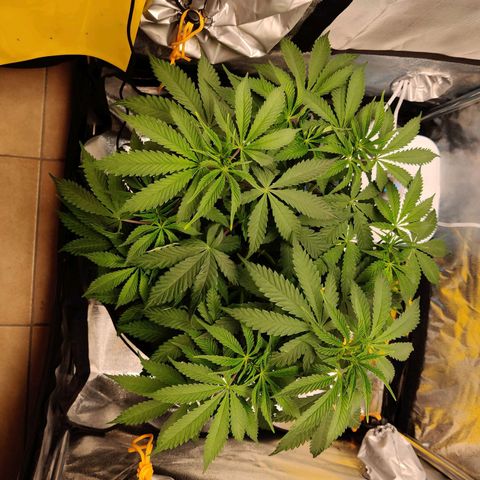 Pineapple kush  growlog timeline photo